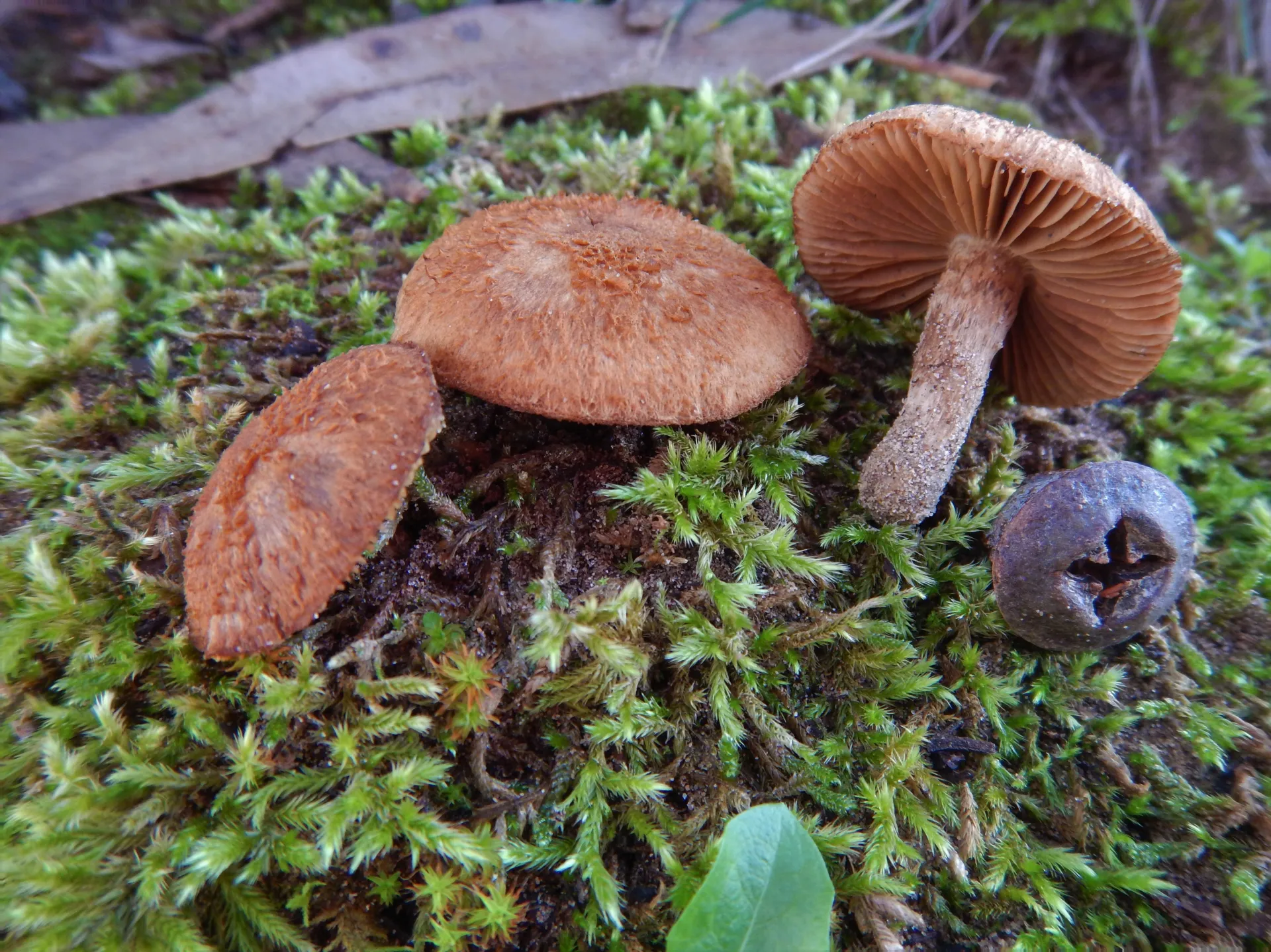 Mallocybe heimii - Inocybe heimii, 19-12-10 (2)